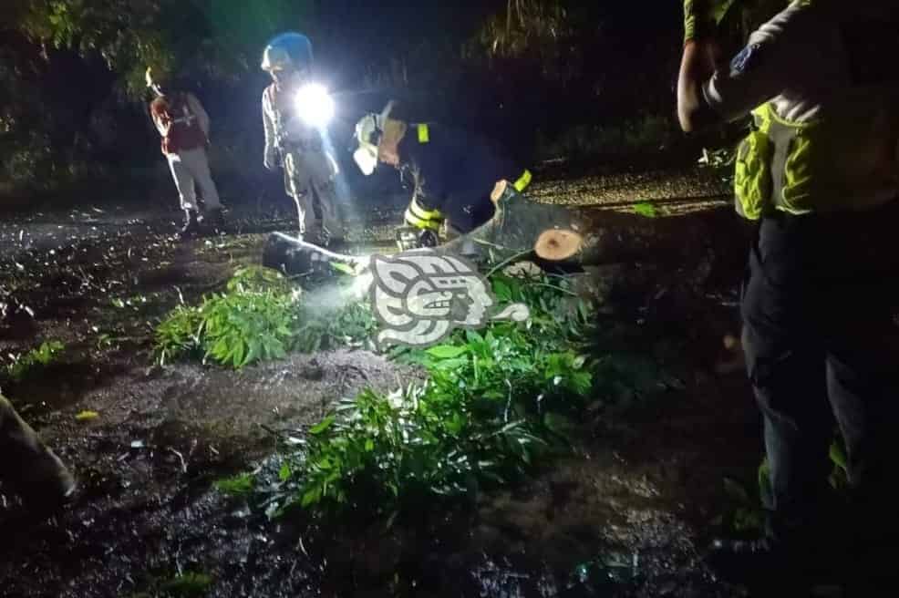 Rbol Cae Y Derriba Postes En Amatl N Uno Cay Sobre Una Camioneta