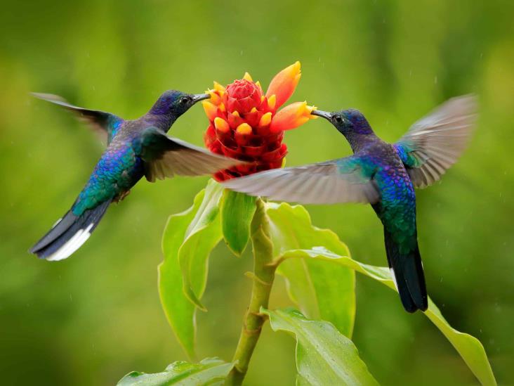 Colibríes polinizan más de 10 mil especies de flores