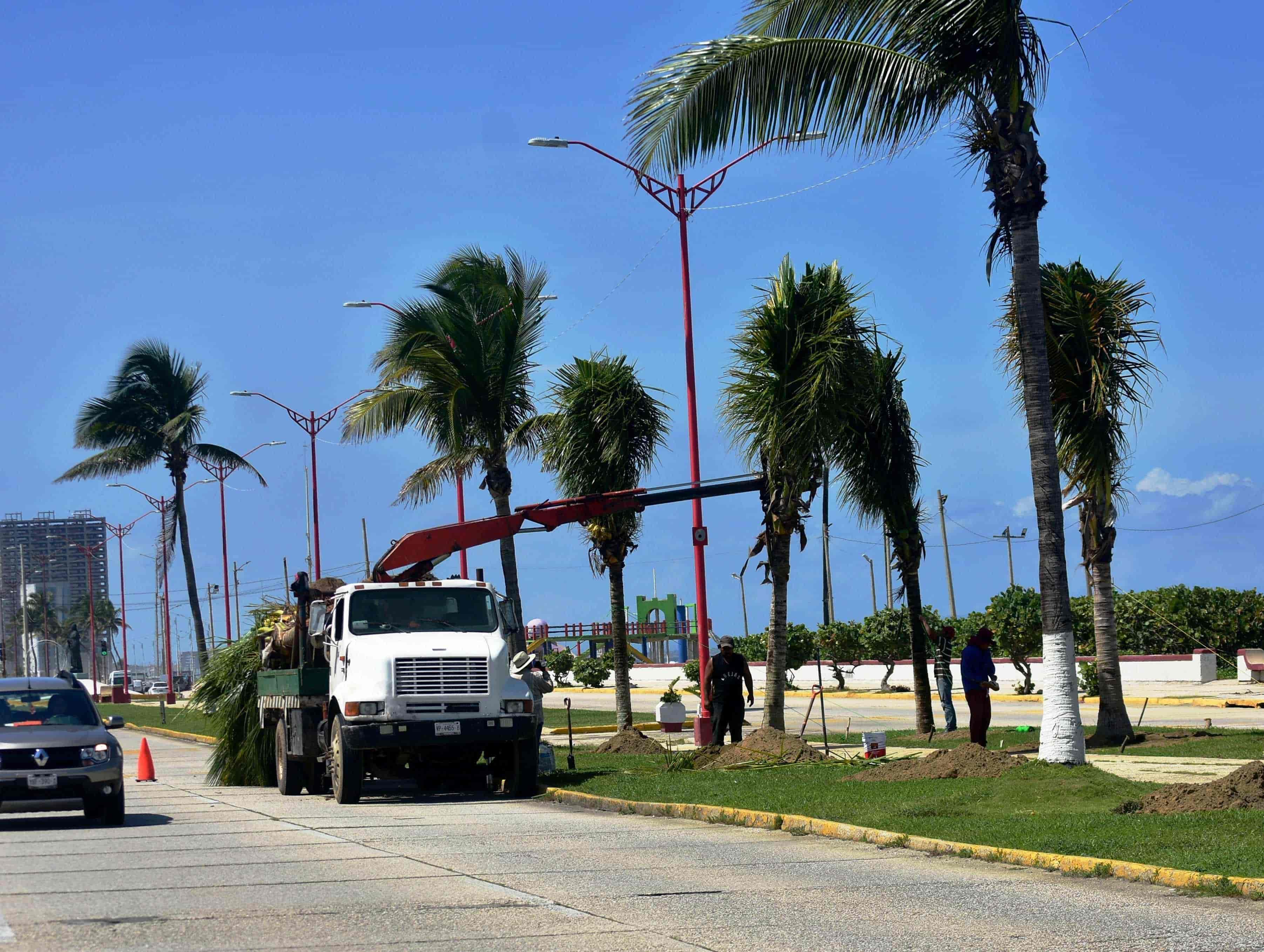 Malecón de Coatzacoalcos inició reforestación de palmeras así avanza