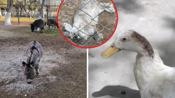 Jirafa Benito Qué pasó con los otros animales del Parque Central en