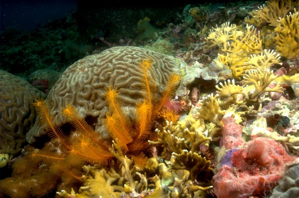 Arrecifes veracruzanos y del Caribe, con gran contaminación plástica