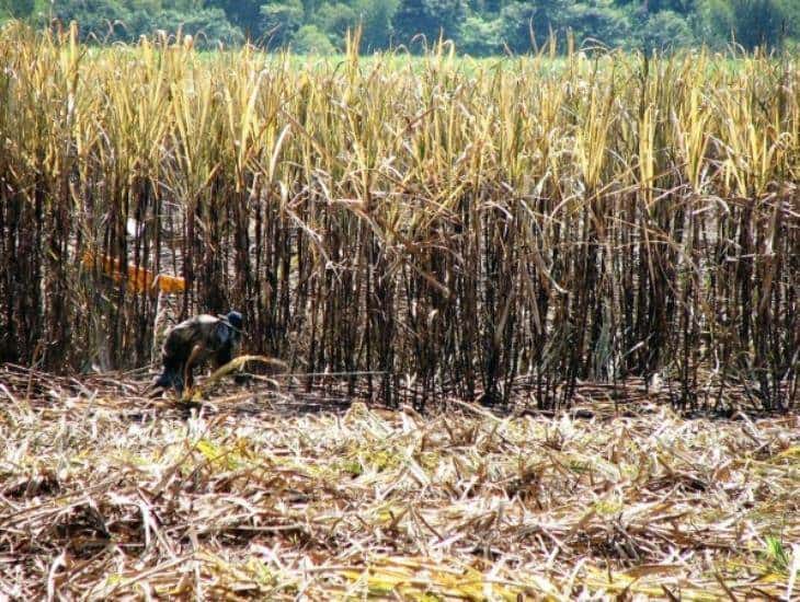 Altas temperaturas afectan cultivos de caña de azúcar en Veracruz