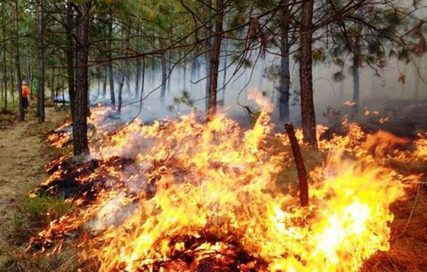 Conafor reporta incendio forestal en límites de Hidalgo y Veracruz