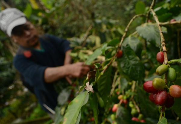 Proyectan comercialización internacional del café de Veracruz