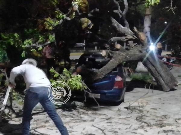 Tras fuertes vientos, cae árbol en Veracruz 