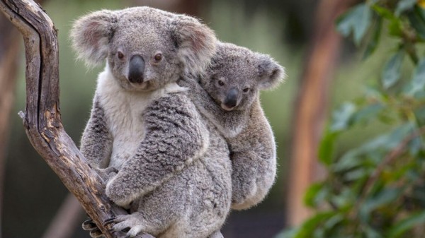 Incendios forestales matan a cientos de koalas en Australia