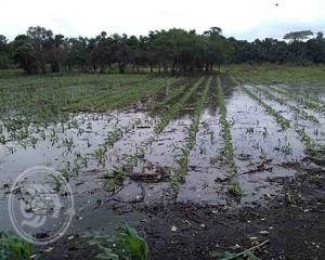 Aguaceros dañan cultivos de maíz en la Isla de Tacamichapan