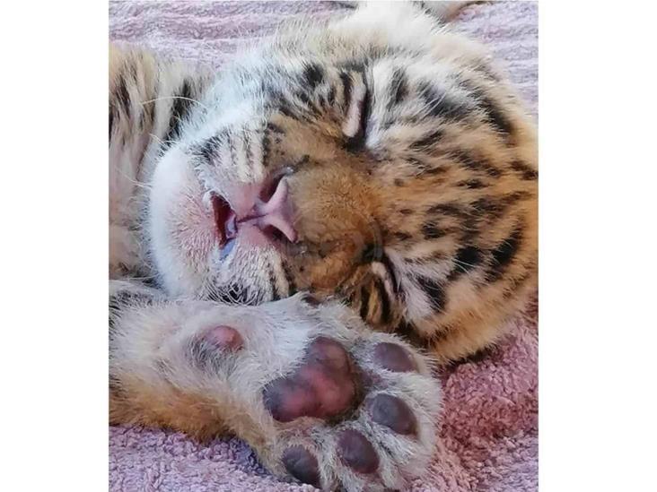Tigre nacido en Bio Zoo de Córdoba se llamará Covid