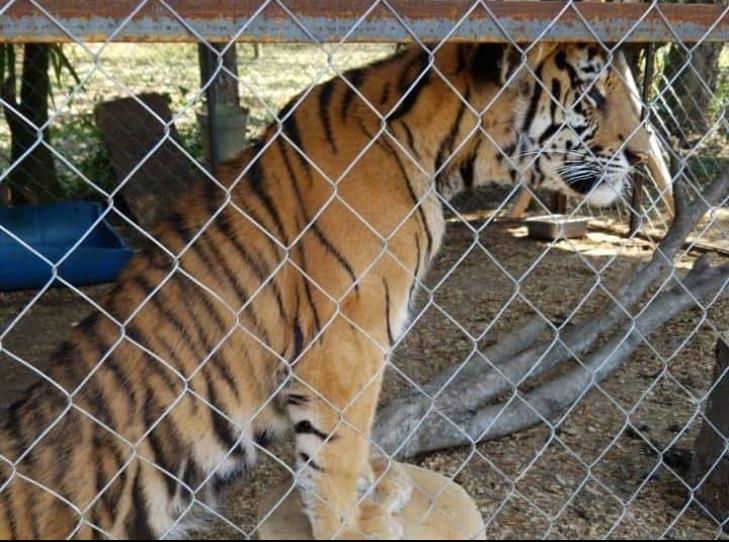 Tigre nacido en Bio Zoo de Córdoba se llamará Covid