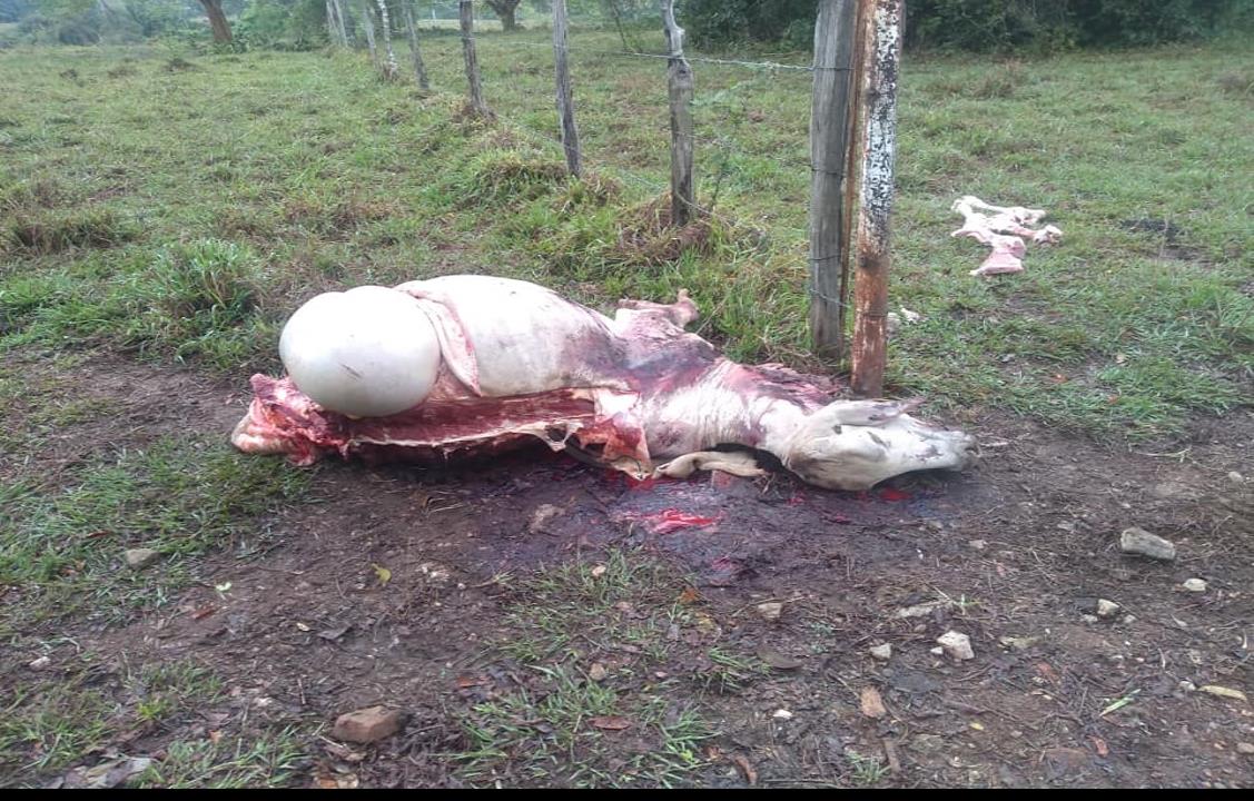 Carne de ganado robado se comercializa en límites de Veracruz y Tabasco