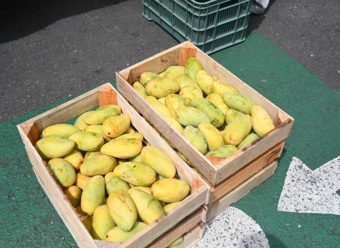 Busca UV insecticida natural para proteger al mango de Actopan