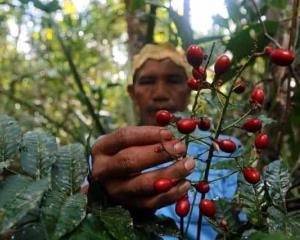 Indígenas tratan el Covid-19 con plantas medicinales en el Amazonas