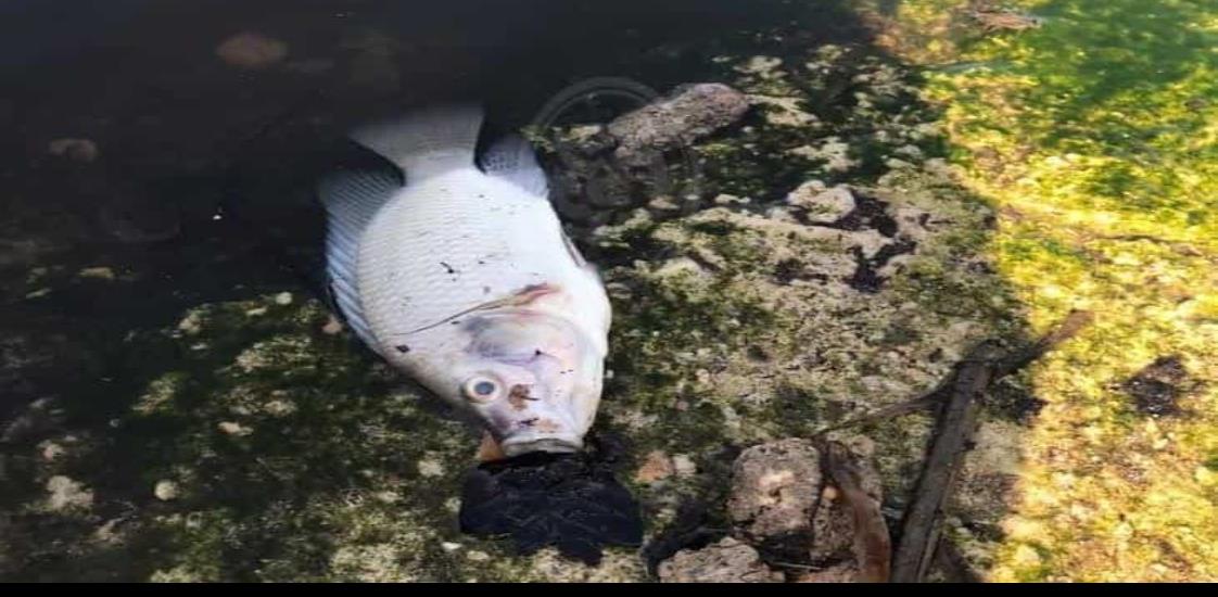 Mortandad de peces en laguna colindante con basurero de Allende
