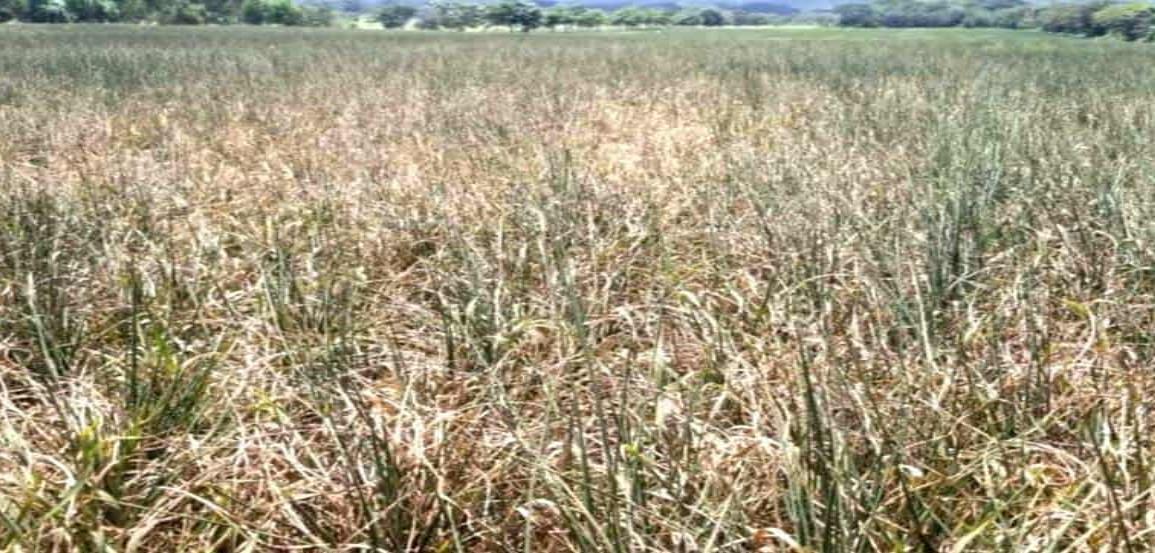 Lluvias en Tuxpan un respiro para productores ante sequía