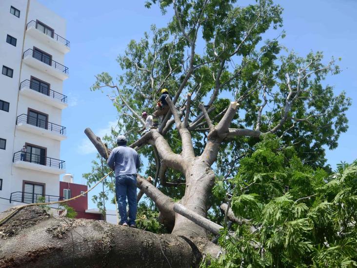 Lluvias en puerto de Veracruz deja como saldo un árbol caído y varios daños