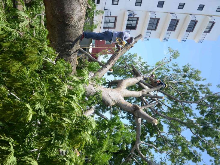 Lluvias en puerto de Veracruz deja como saldo un árbol caído y varios daños