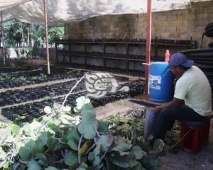 Logran mayor producción de plantas en viveros de Coatzacoalcos