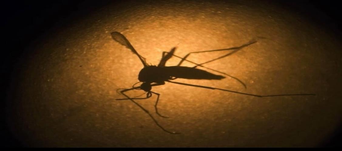 Alerta Salud Pública por casos de dengue tras paso de ‘Grace’