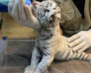 En Sinaloa, nace tigre blanco que no se reproducía hace una década