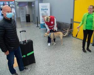 Aeropuerto en Finlandia usaría perros adiestrados para detectar covid-19