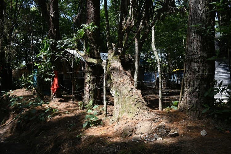 Juez ordena a Sedatu y a CIAOC parar devastación de bosque de Veracruz