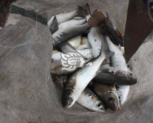 Por altos niveles en ríos, adelantan pesca del topen en Las Choapas