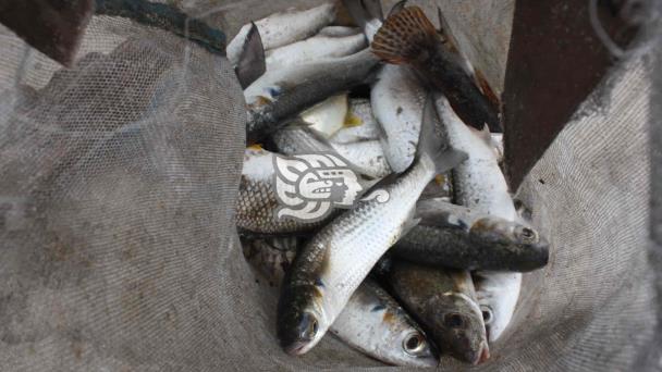 Por Altos Niveles En Ríos Adelantan Pesca Del Topen En Las Choapas