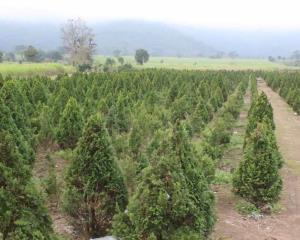 Productores de pinos navideños en Atzacan, preocupados ante situación económica