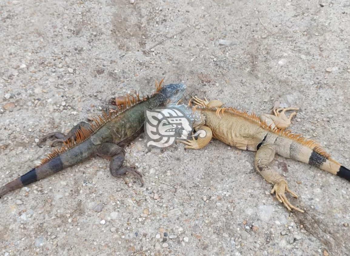 Continúa captura y venta de  iguanas, armadillos y tortugas en Moloacán
