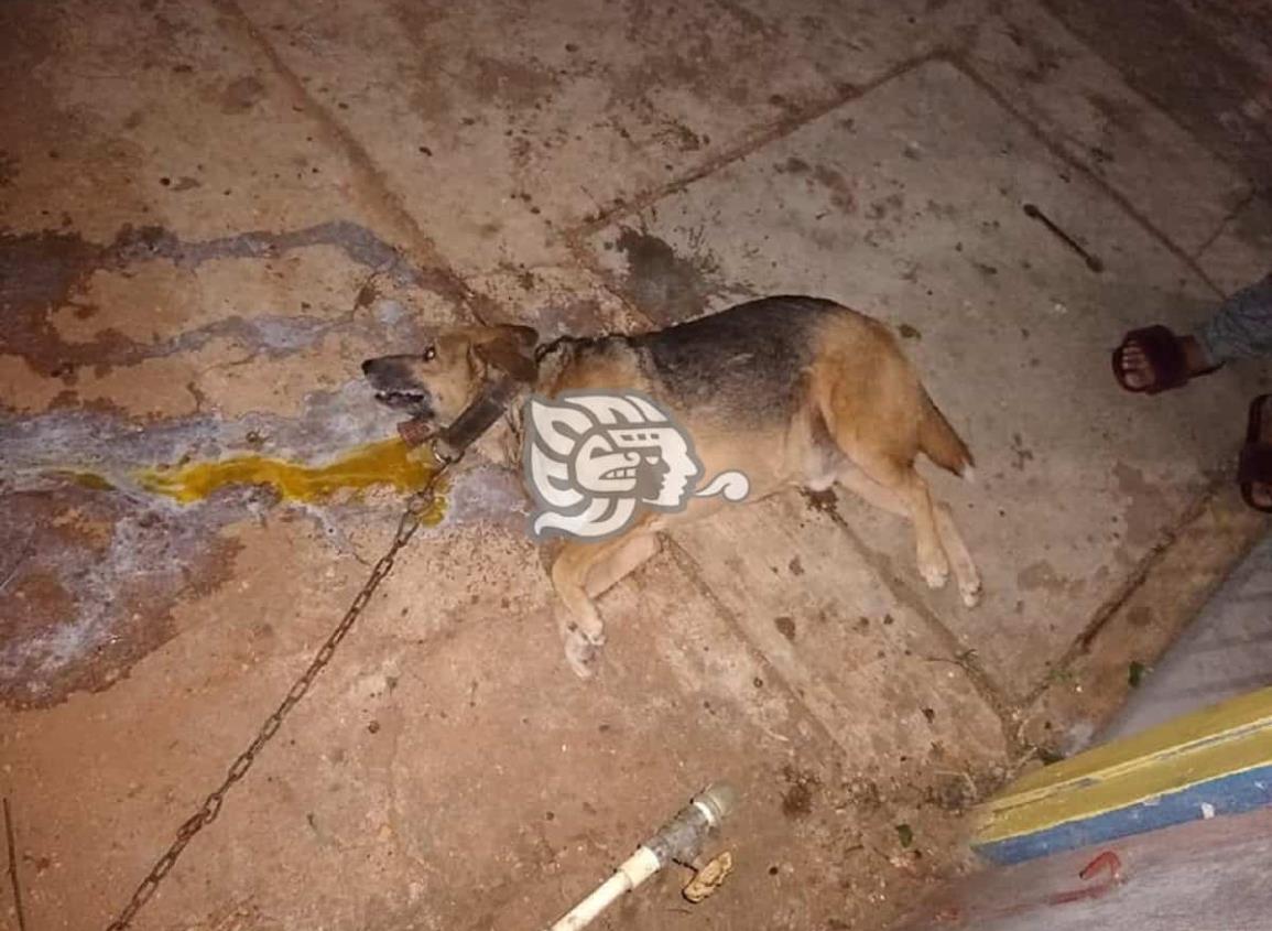 Envenenan perros en Acayucan; Ecología y Medio ambiente indiferente 