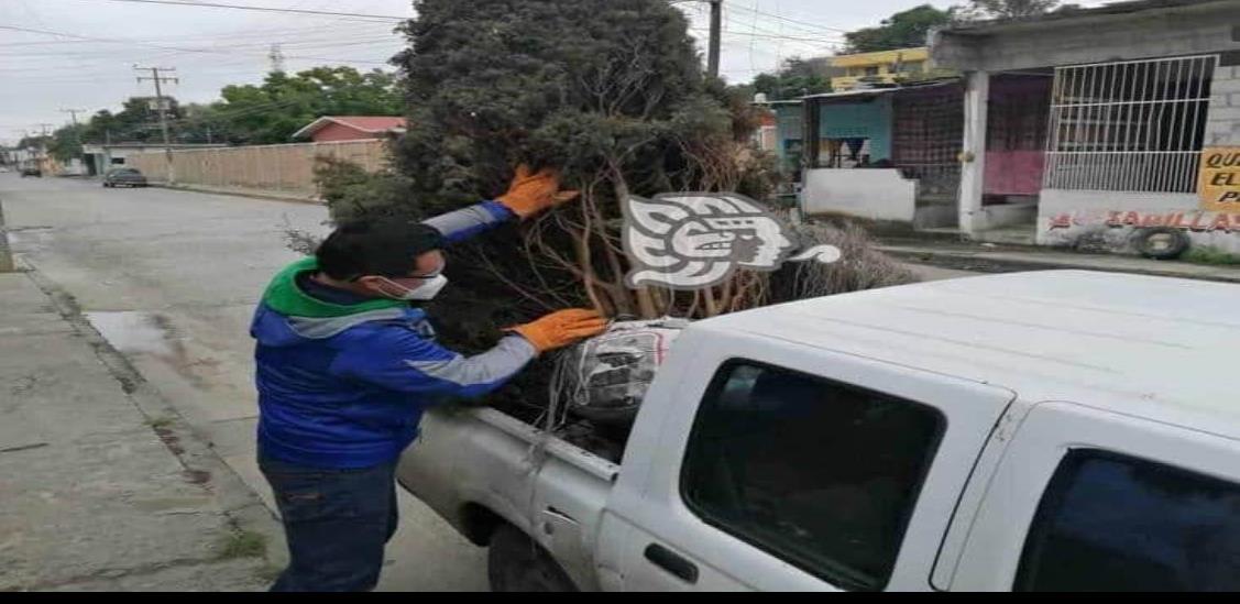 Continúa colecta de árboles navideños en Coatza hasta febrero 12