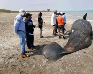 Segundo cachalote varado en playas del norte de Veracruz