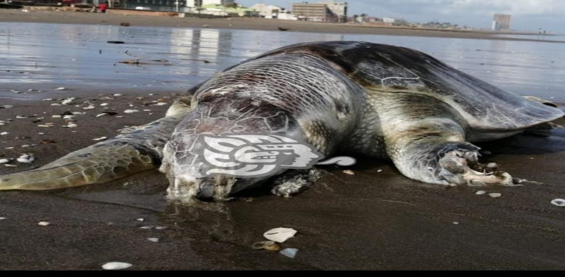 Localizan dos tortugas sin vida en la playa de Coatzacoalcos