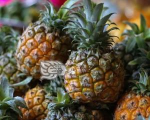 México, noveno productor mundial de la reina de las frutas tropicales