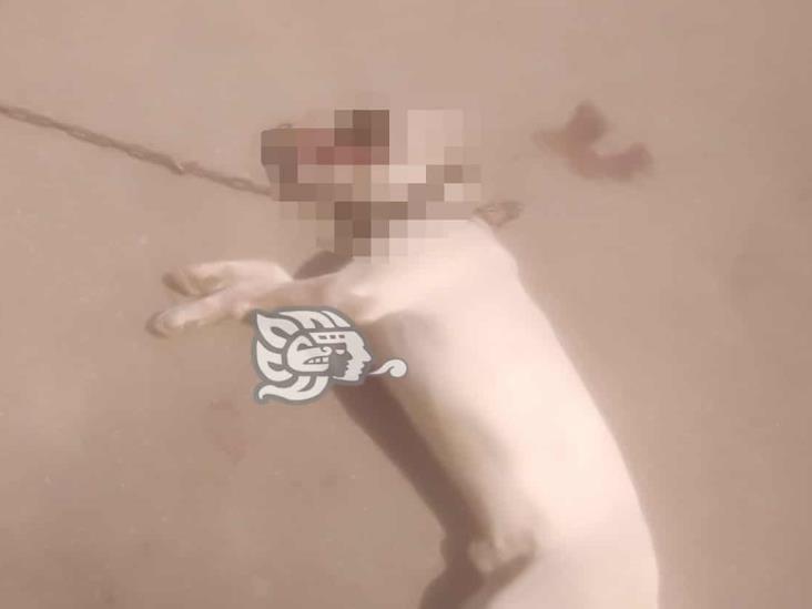 Bull terrier es ultimado tras meterse a patio y asesinar a mascota