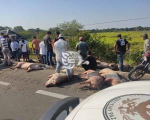 Rapiña de cerdos tras volcadura en autopista en Acayucan 