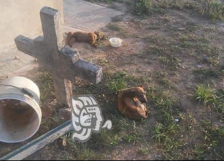Envenenan camada de cachorros en congregación Guillermo Prieto