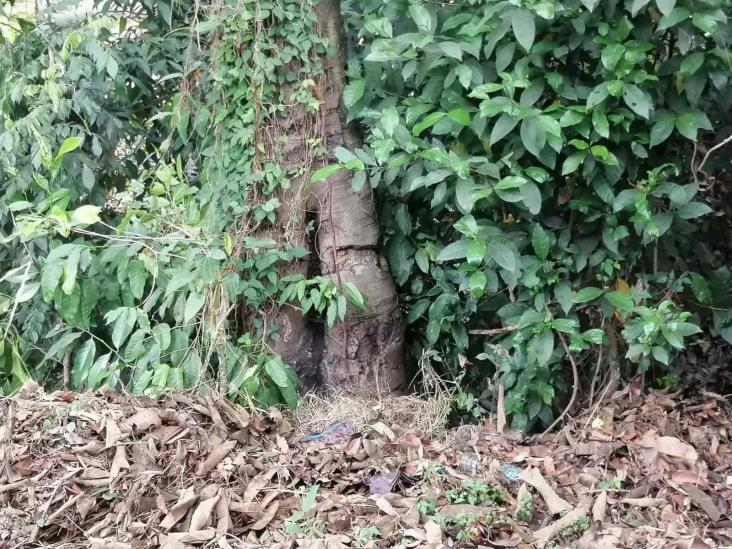 Enjambre de abejas ataca a mujer y niño en Córdoba