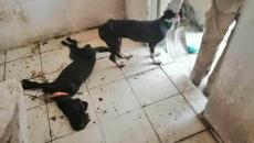 Aflora crueldad animal en Veracruz; abandonan a perros para que mueran de hambre