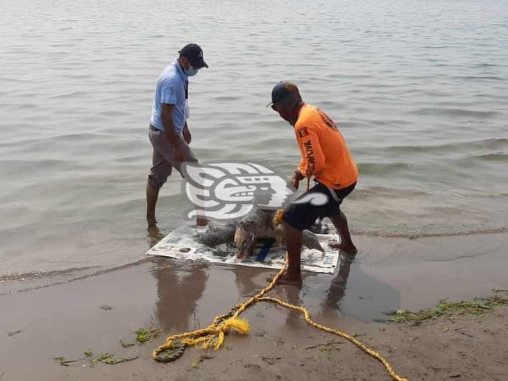 Hallan tortuga marina muerta en playa de Boca del Río