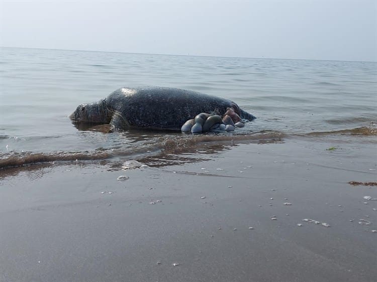 Hallan tortuga marina muerta en playa de Boca del Río