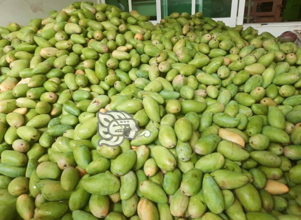 Llegan toneladas de mangos a la ciudad, fueron cultivados en la Sierra de Soteapan
