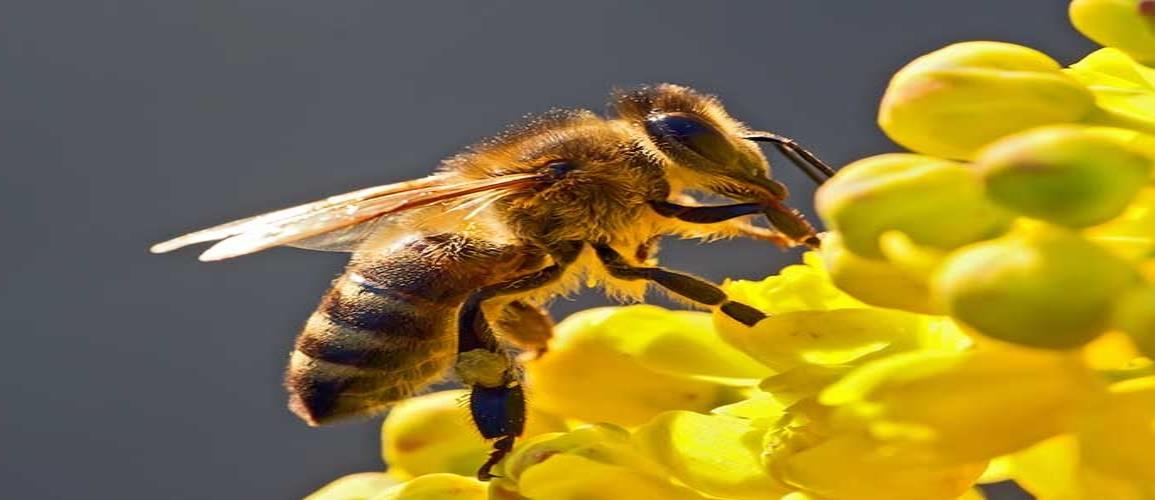 Las abejas podrían ayudar en la detección del Covid-19