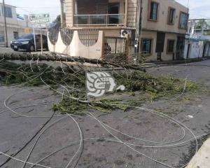 Caída de un pino suspendió servicios básicos en Nanchital