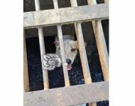 En Veracruz, rescatan a perrito que cayó en alcantarilla