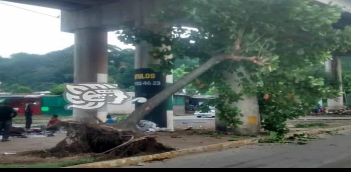 Tractocamión derriba árbol en los bajos del puente en la Avenida Uno