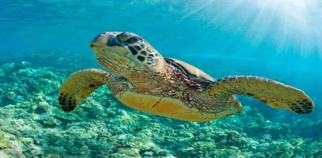 En Veracruz, Sedema logra resguardar 29 mil 396 huevos de tortugas marinas