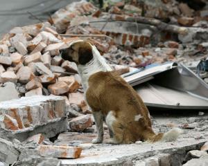 Abandona EU a decenas de perros de trabajo en Afganistán
