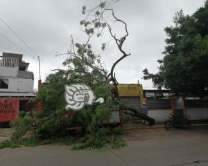 Cae árbol sobre camioneta en la Transístmica