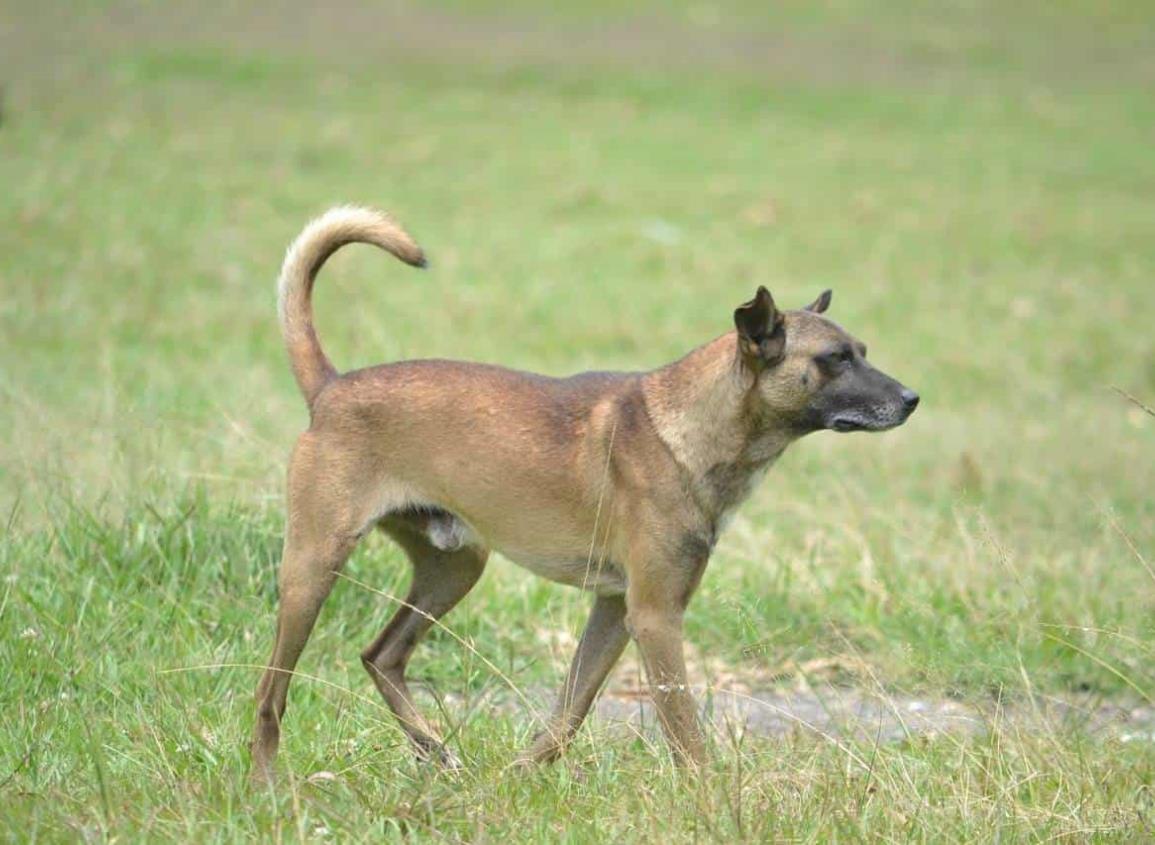 DMAyPA ha atendido 37 agresiones caninas en el puerto de Veracruz